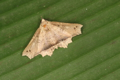 Polygoniodes laciniata
