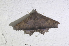 Polygoniodes laciniata