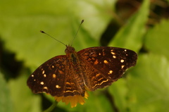 Anthanassa atronia