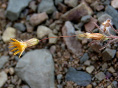 Leysera tenella