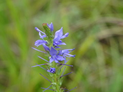 Veronica barrelieri