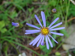 Aster amellus