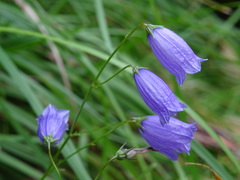 Campanula cespitosa