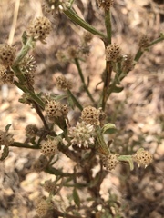 Pterocaulon sphacelatum