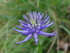 Phyteuma scheuchzeri