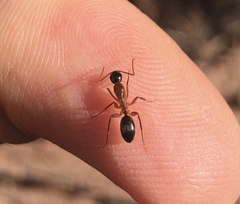 Camponotus semitestaceus