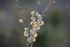 Bougainvillea spinosa