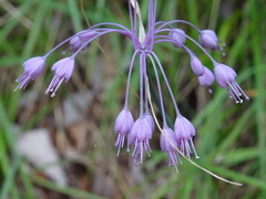 Allium carinatum pulchellum