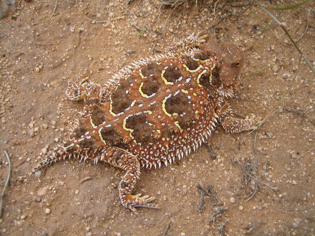 San Luis Valley Short-horned Lizard