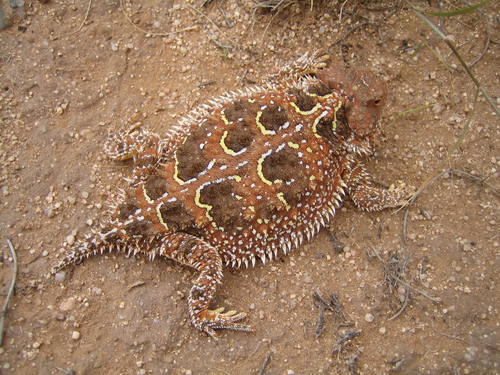 San Luis Valley Short-horned Lizard