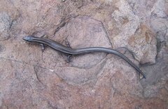 Plestiodon multivirgatus