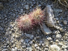 Sclerocactus polyancistrus