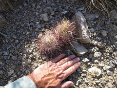 Sclerocactus polyancistrus