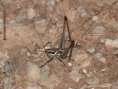 Pterolepis spoliata