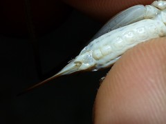 Pterolepis spoliata