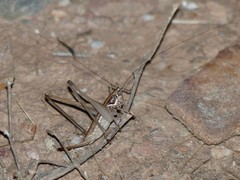 Pterolepis spoliata