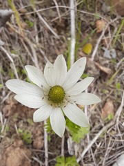 Anemone decapetala