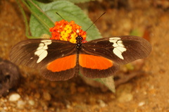Heliconius hortense