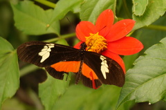 Heliconius hortense