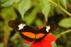 Heliconius hortense