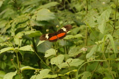 Heliconius hortense