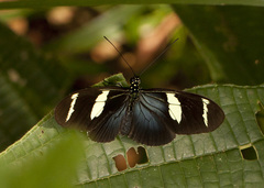 Heliconius wallacei