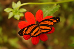 Eresia phillyra phillyra