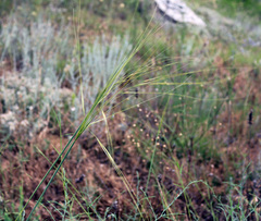 Stipa daghestanica
