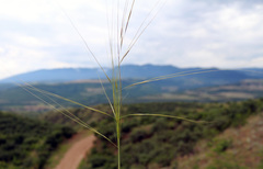 Stipa daghestanica