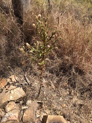 Pterocaulon serrulatum