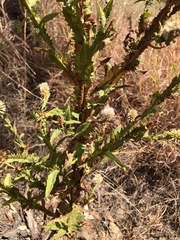 Pterocaulon serrulatum