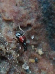 Tyrus mucronatus