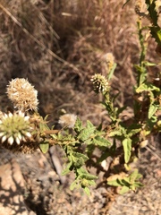 Pterocaulon serrulatum