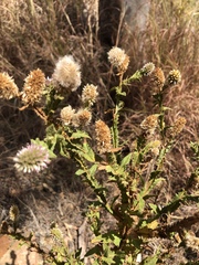Pterocaulon serrulatum