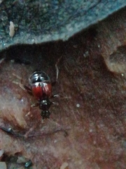 Tyrus mucronatus
