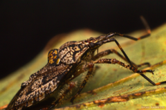 Discocephalinae