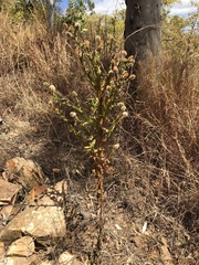 Pterocaulon serrulatum