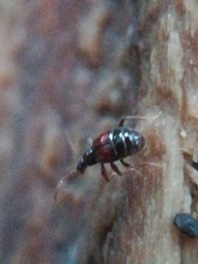 Tyrus mucronatus