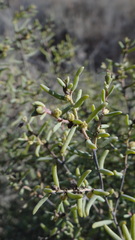 Suaeda divaricata