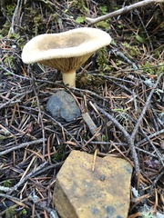 Lactarius repraesentaneus