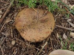 Phlebopus marginatus