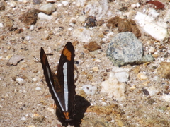 Adelpha iphicleola iphicleola
