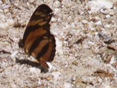 Eresia phillyra phillyra