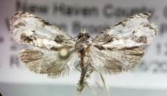 Olethreutes griseoalbana