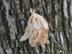 Pleurotus pulmonarius