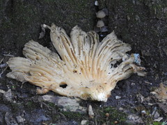 Pleurotus pulmonarius