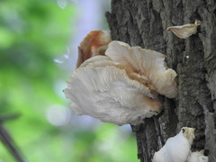 Pleurotus pulmonarius