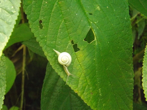 Genus Leptarionta · iNaturalist
