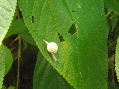 Leptarionta