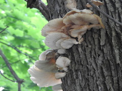 Pleurotus pulmonarius